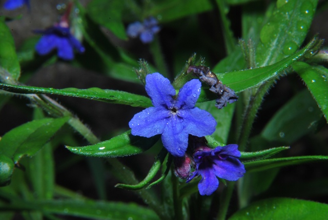 Buglossoides purpuro-caerulea